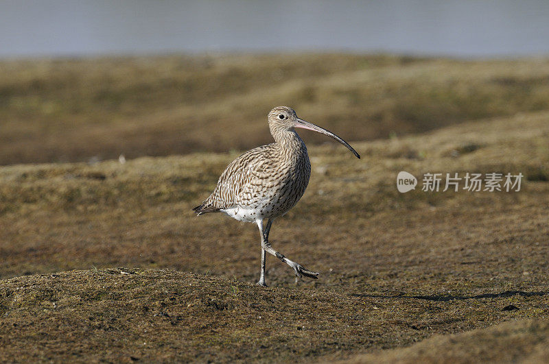 欧亚鹬 (Numenius arquata)